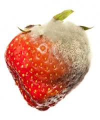rotten strawberry